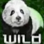 Bamboo Bear Wild